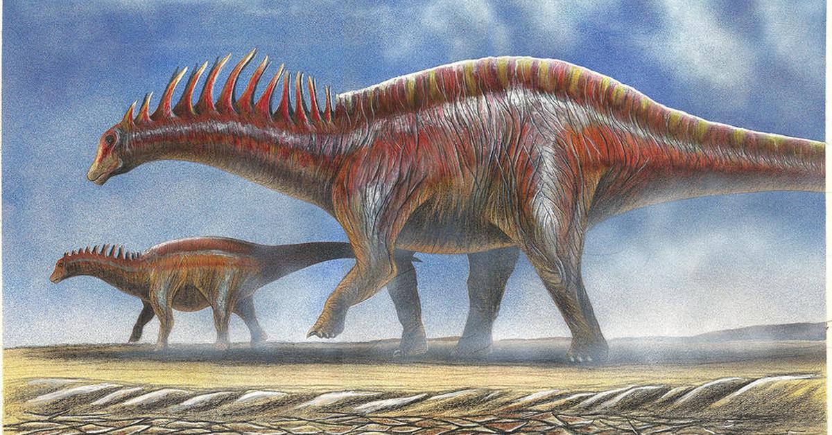 Pictures of Amargasaurus