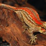 Pictures of Gargoyle Gecko