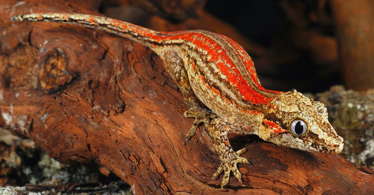 Pictures of Gargoyle Gecko