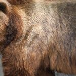 Pictures of Short-Faced Bear