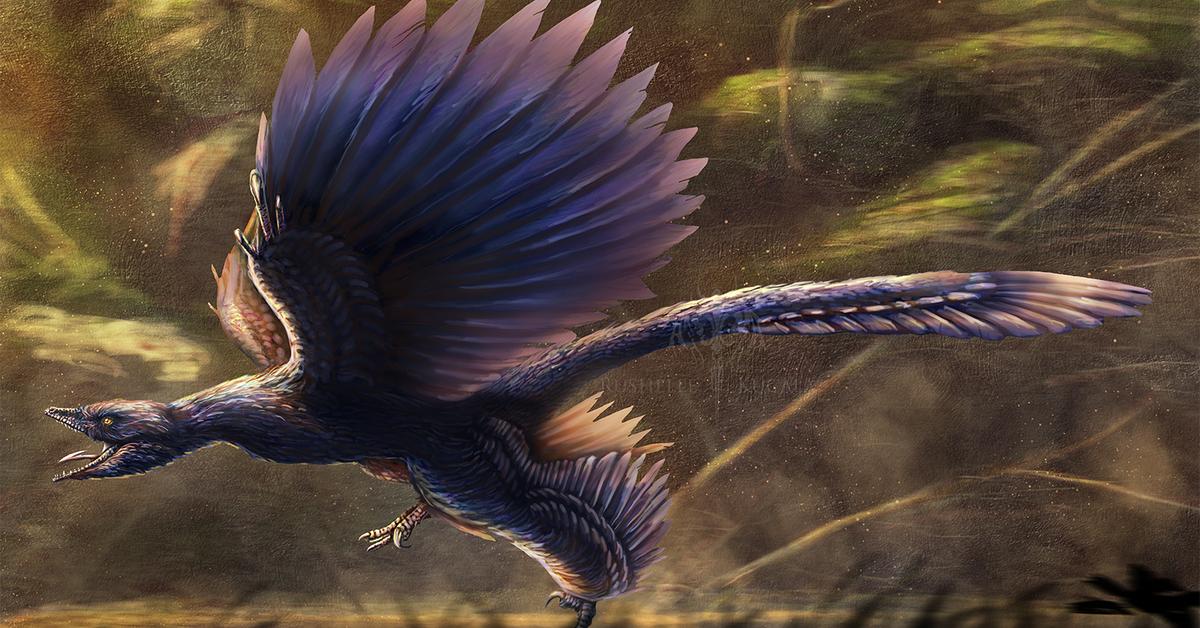 Pictures of Microraptor