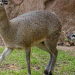 Pictures of Klipspringer