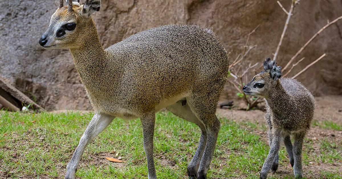 Pictures of Klipspringer