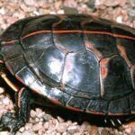 Pictures of Red-Footed Tortoise