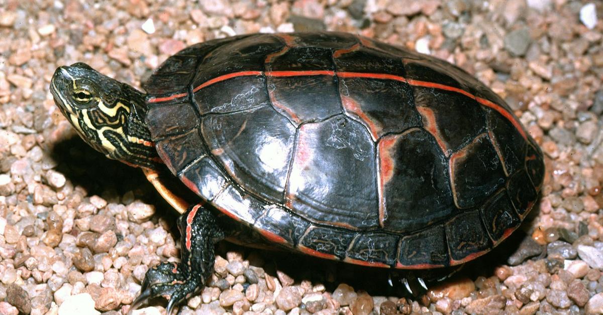 Pictures of Red-Footed Tortoise