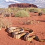 Pictures of Woma Python