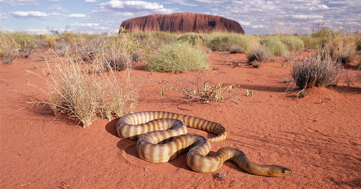 Pictures of Woma Python