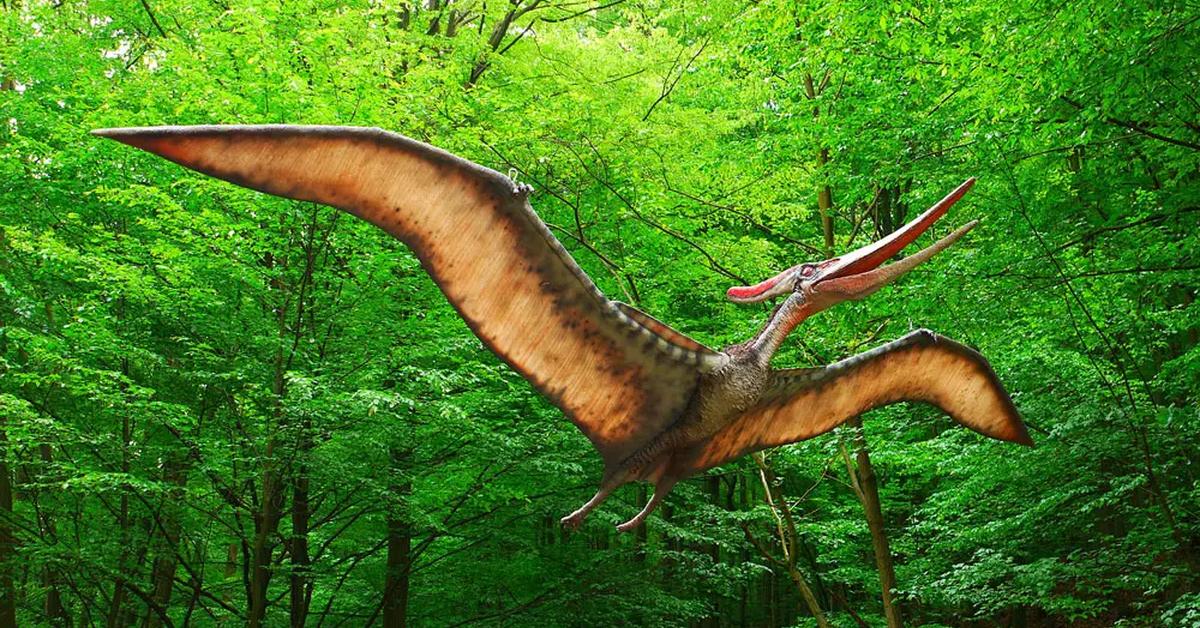 Pictures of Pteranodon