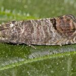 Pictures of Codling Moth