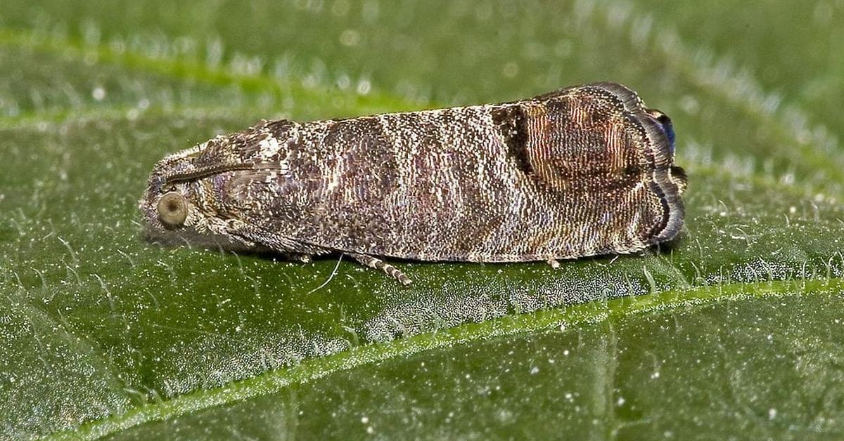 Pictures of Codling Moth