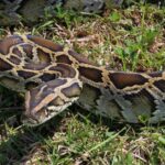 Pictures of Python