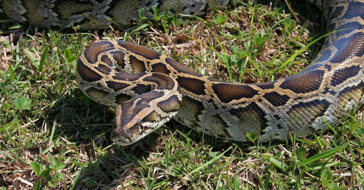 Pictures of Python