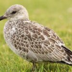 Pictures of Ring-Billed Gull