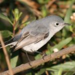 Pictures of Blue Gray Gnatcatcher