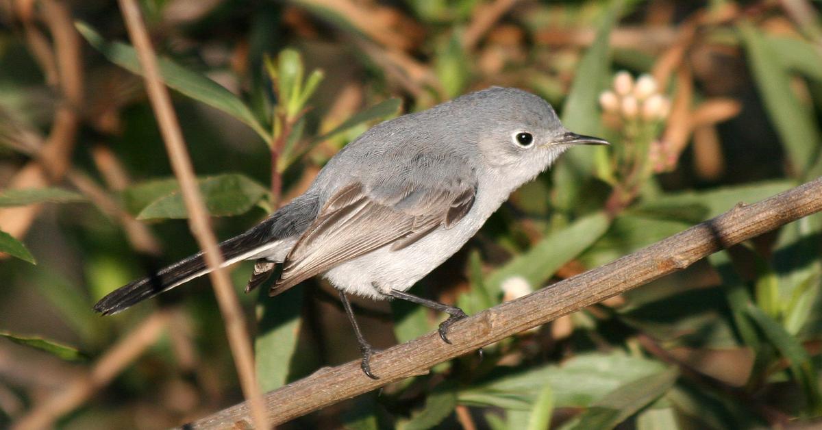 Pictures of Blue Gray Gnatcatcher