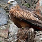 Pictures of Red Kite