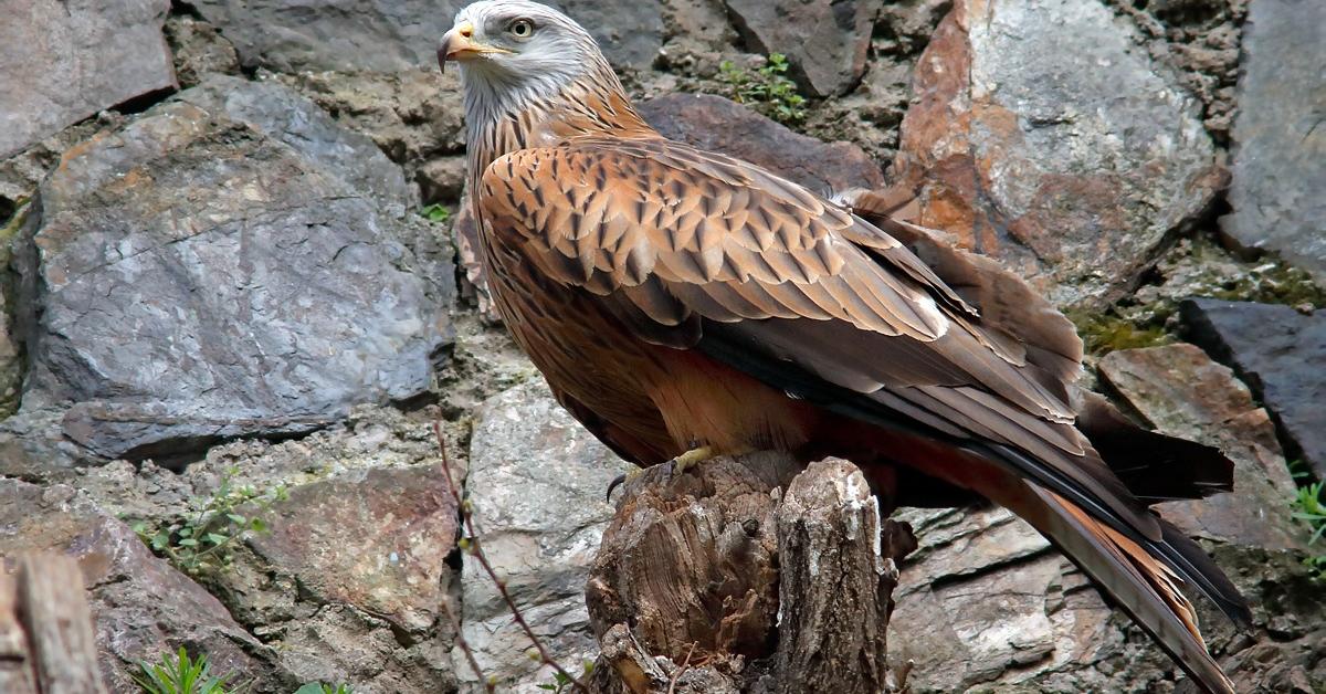 Pictures of Red Kite