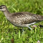 Pictures of Whimbrel