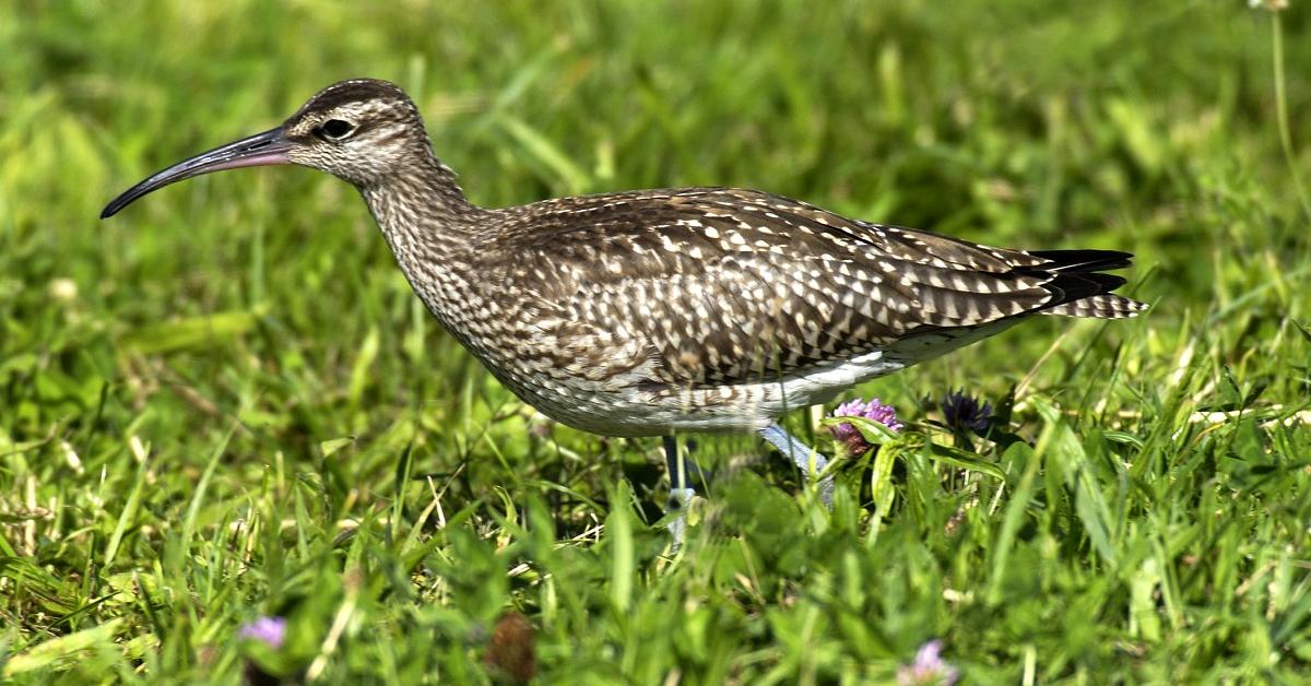 Pictures of Whimbrel