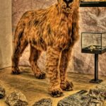 Pictures of Cave Lion