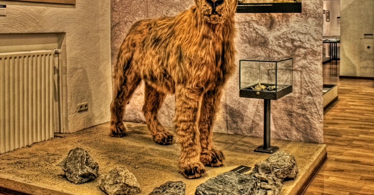 Pictures of Cave Lion