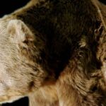 Pictures of Cave Bear