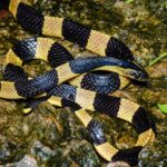 Pictures of Krait