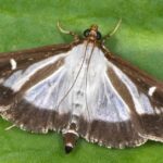 Pictures of Box Tree Moth