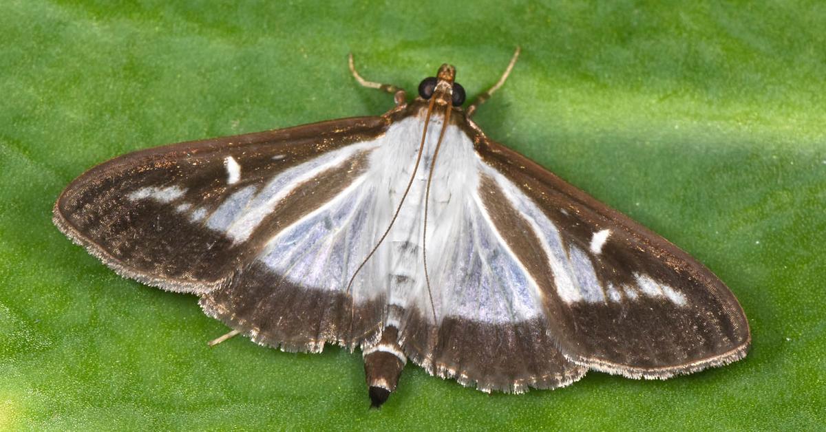 Pictures of Box Tree Moth