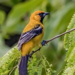 Pictures of Hooded Oriole