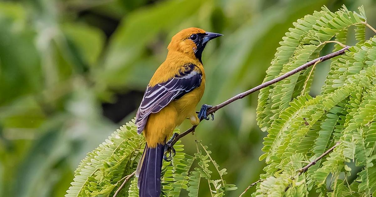 Pictures of Hooded Oriole