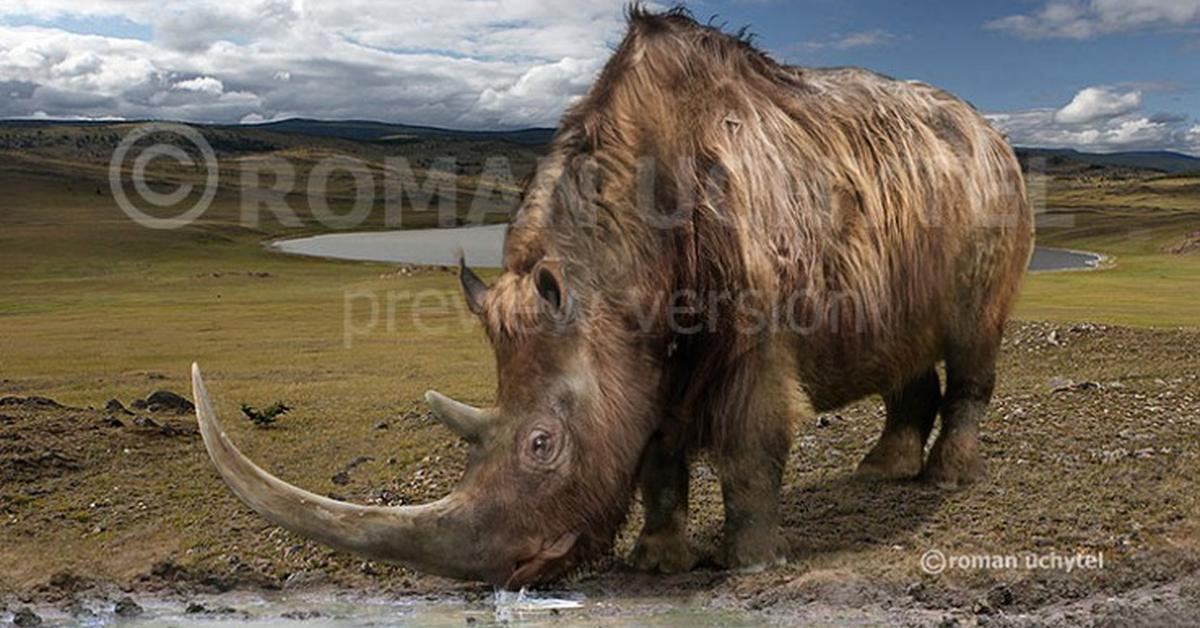 Pictures of Woolly Rhinoceros