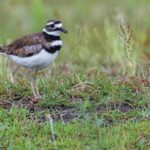 Pictures of Killdeer