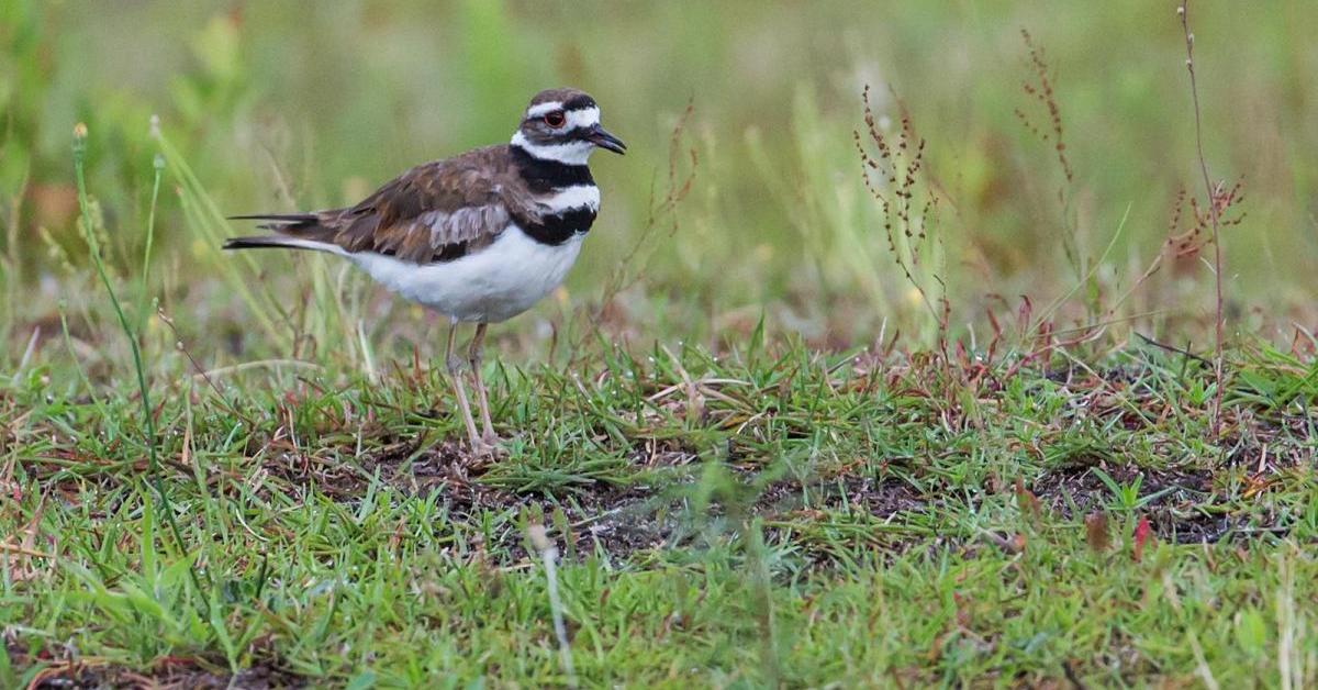 Pictures of Killdeer