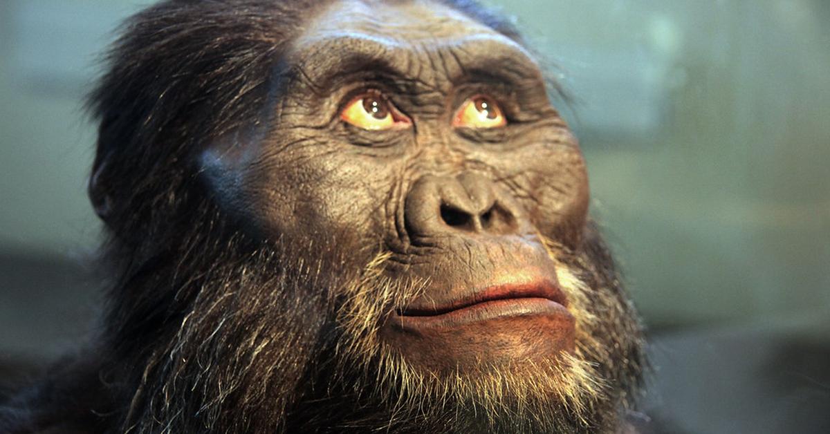 Pictures of Australopithecus