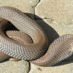 Pictures of Mozambique Spitting Cobra