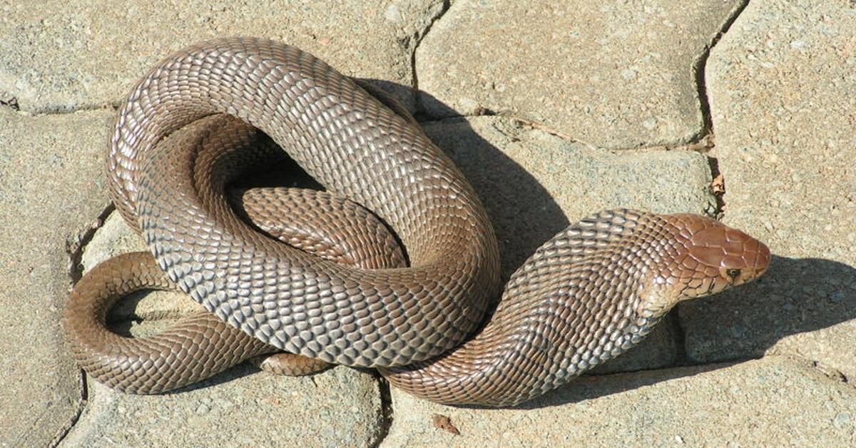 Pictures of Mozambique Spitting Cobra