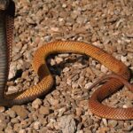 Pictures of Arabian Cobra