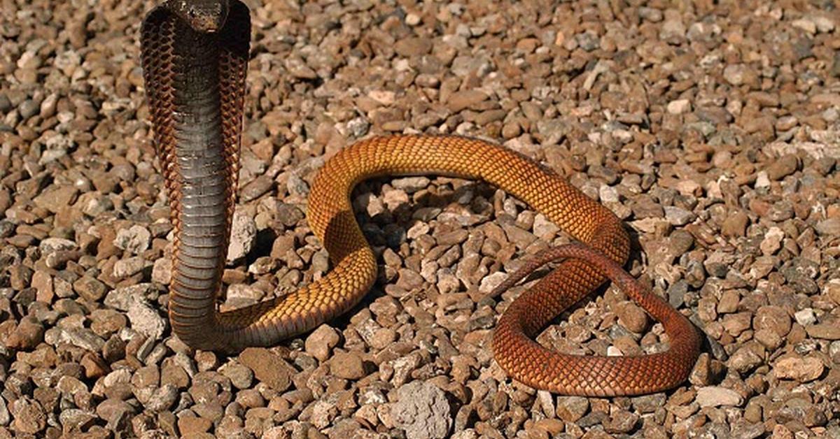 Pictures of Arabian Cobra