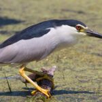 Pictures of Night Heron