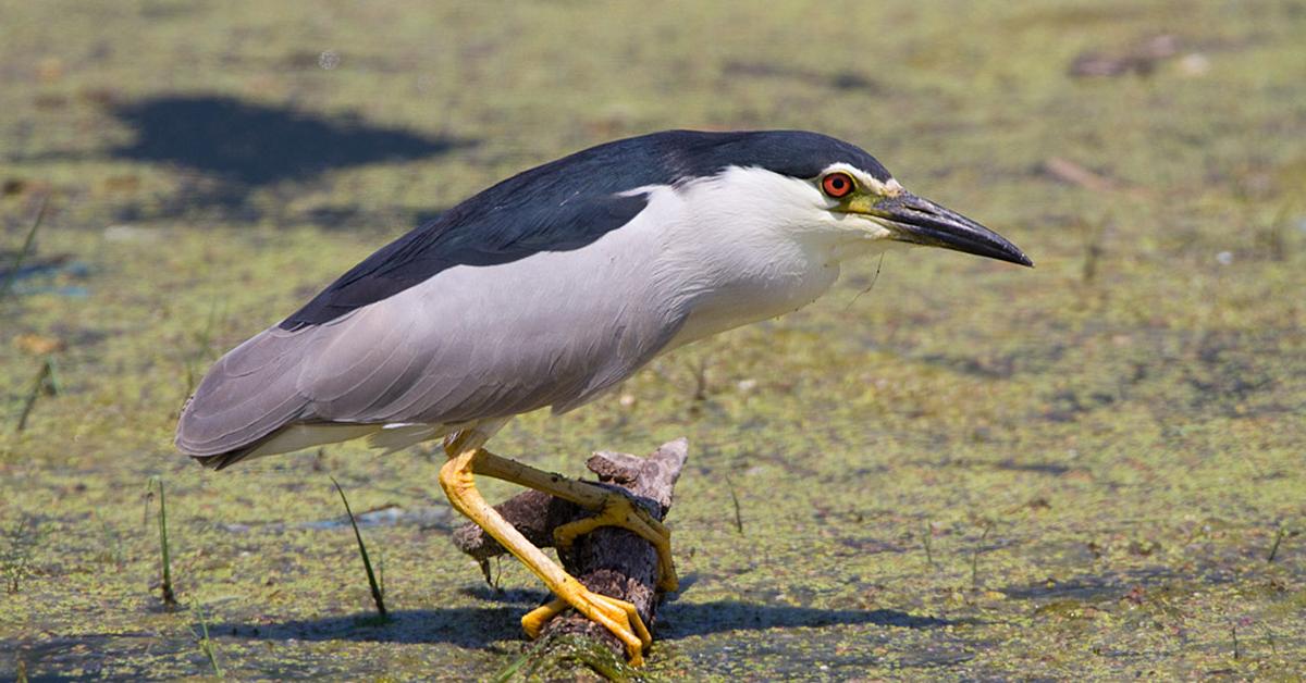 Pictures of Night Heron