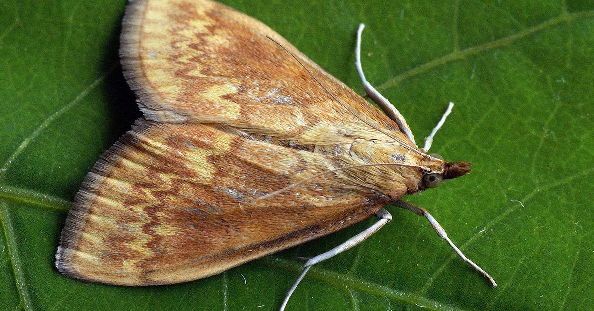 Pictures of European Corn Borer