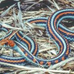 Pictures of San Francisco Garter Snake