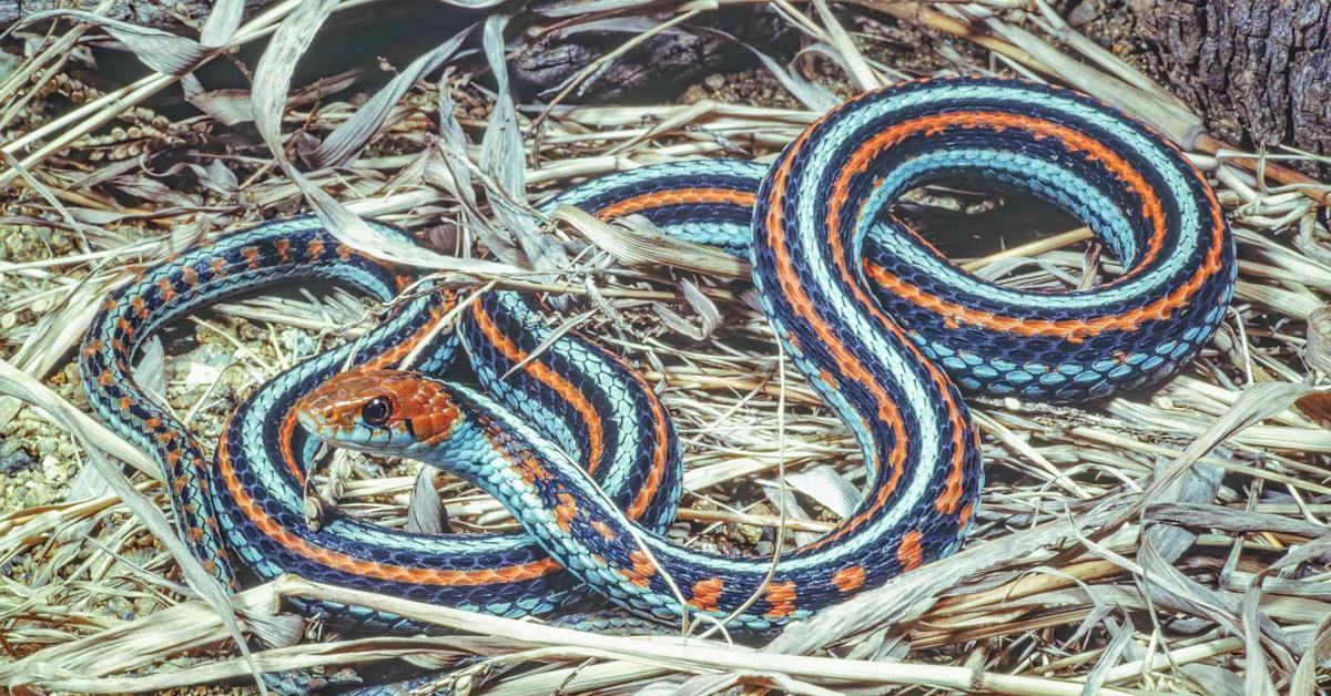 Pictures of San Francisco Garter Snake