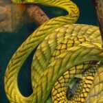 Pictures of Western Green Mamba