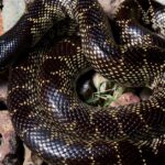 Pictures of Desert Kingsnake