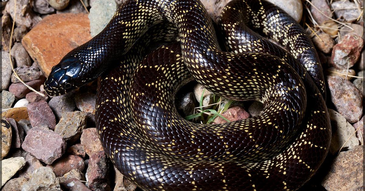 Pictures of Desert Kingsnake