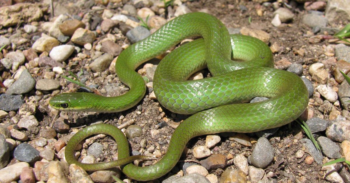 Pictures of Green Snake