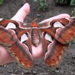 Pictures of Atlas Moth