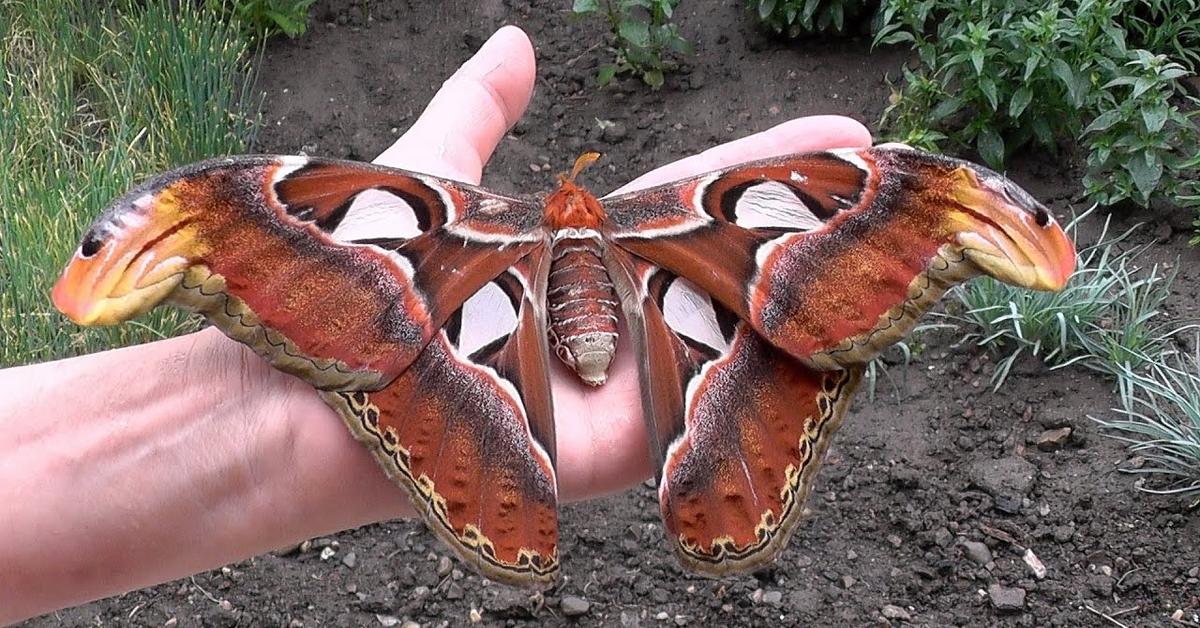 Pictures of Atlas Moth